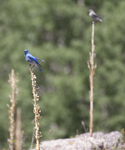 Mountain Bluebird 0052